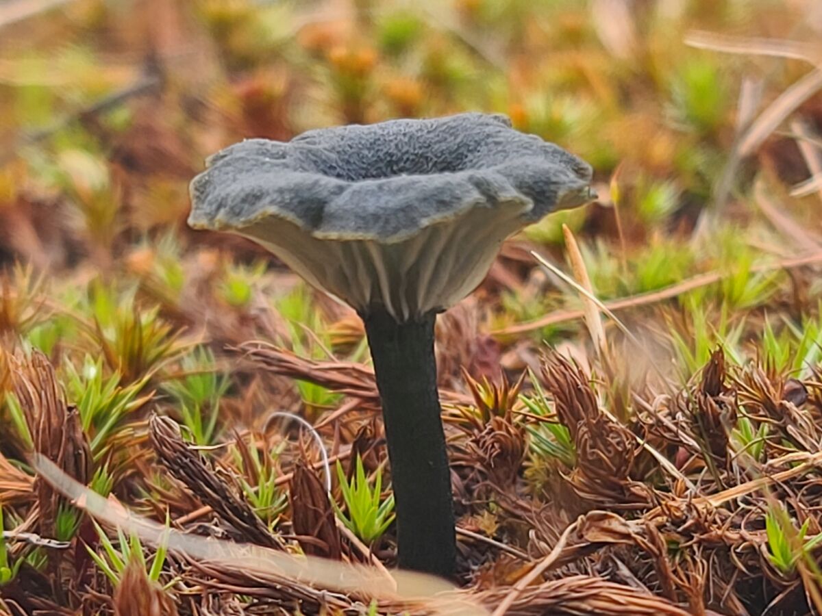 A mushroom cone....