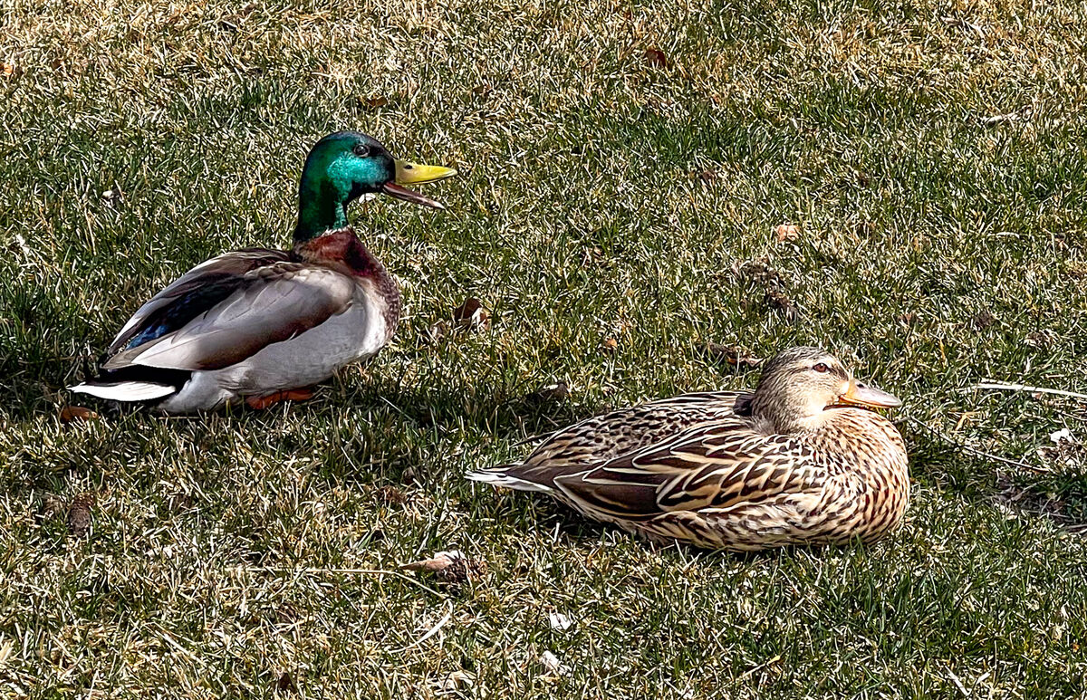 Mallards looking for a place to lay their egg...