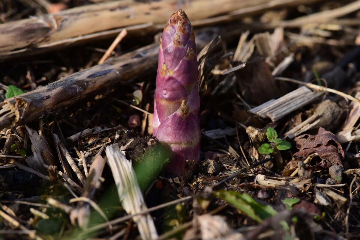 Asparagus sprouting, good eating soon....