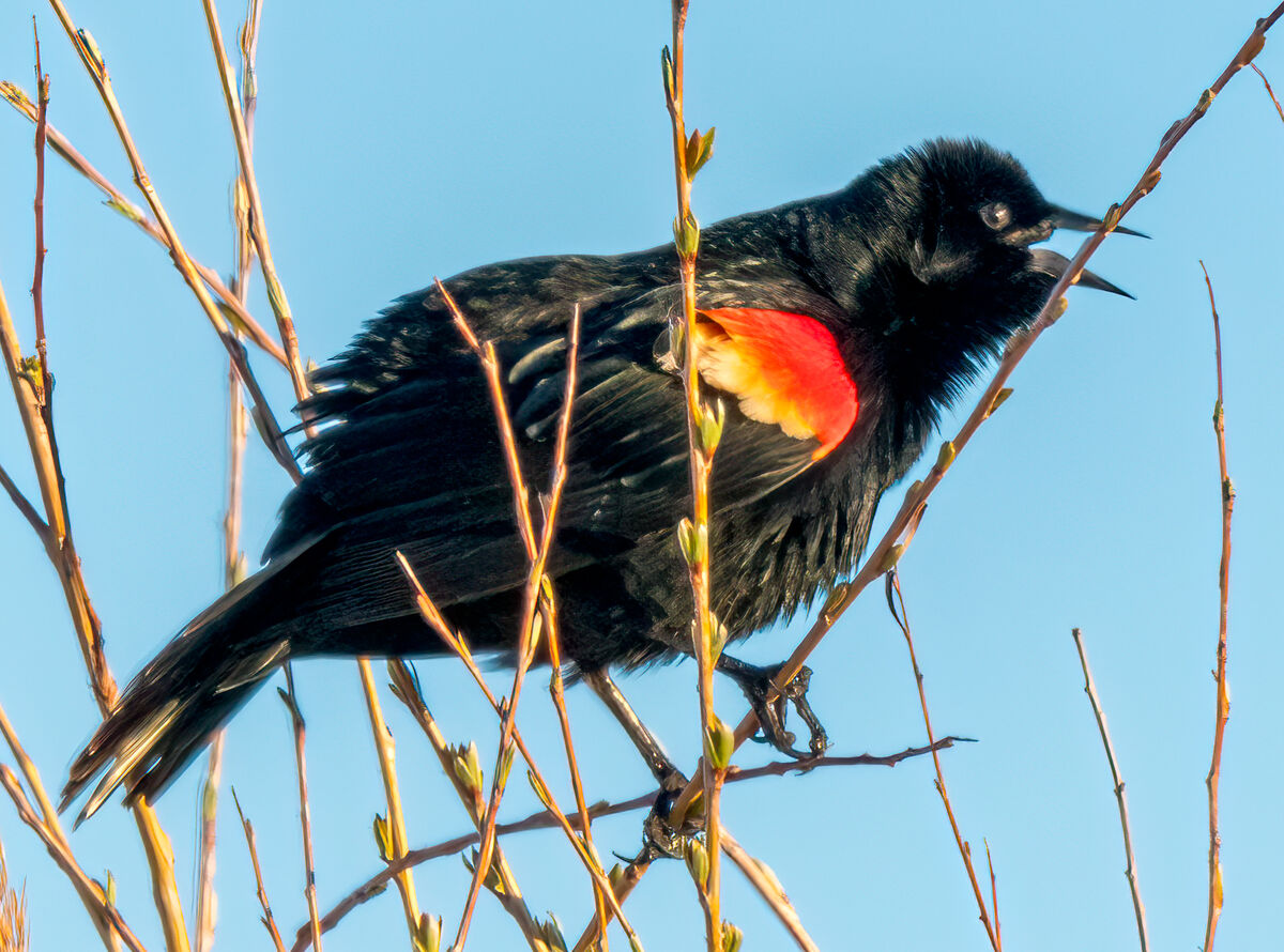 Red winged blackbird...