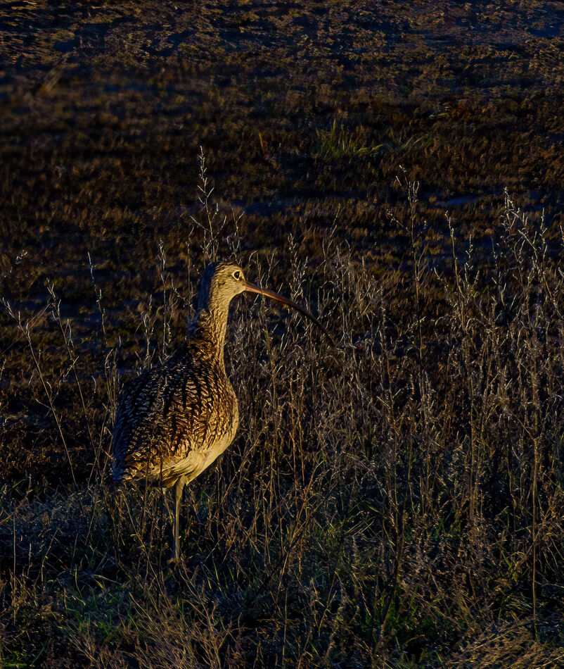 Long-billed curlew...