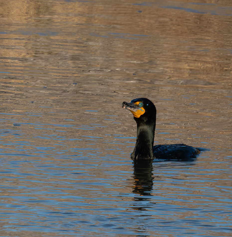 Double-crested cormorant...