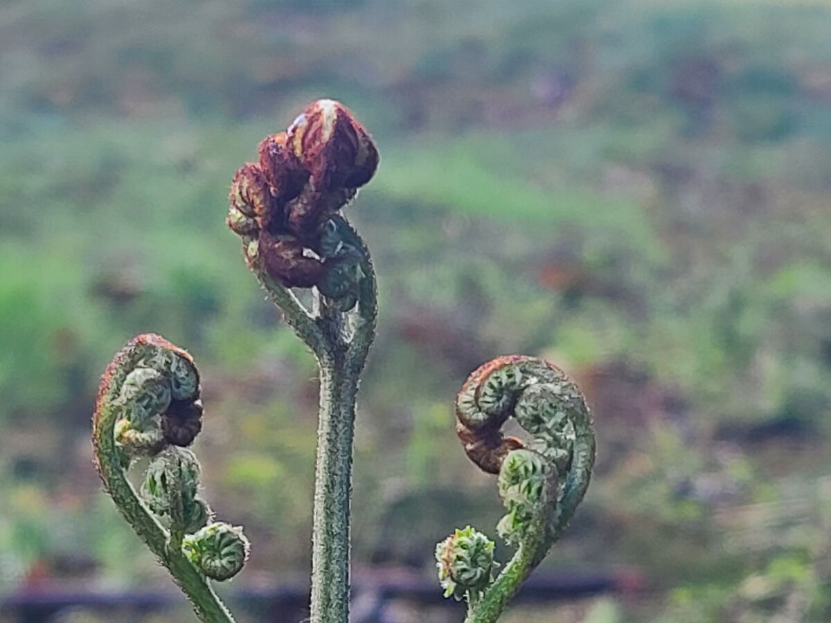 Fiddlehead ferns. Easy to identify....