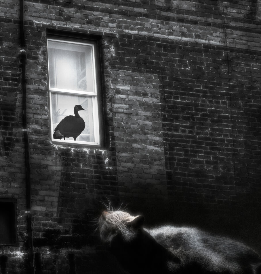 Title: Goose in the Window...