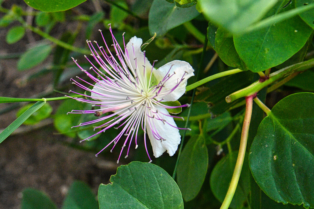 Caper bush flower - Caparis Spinosa...