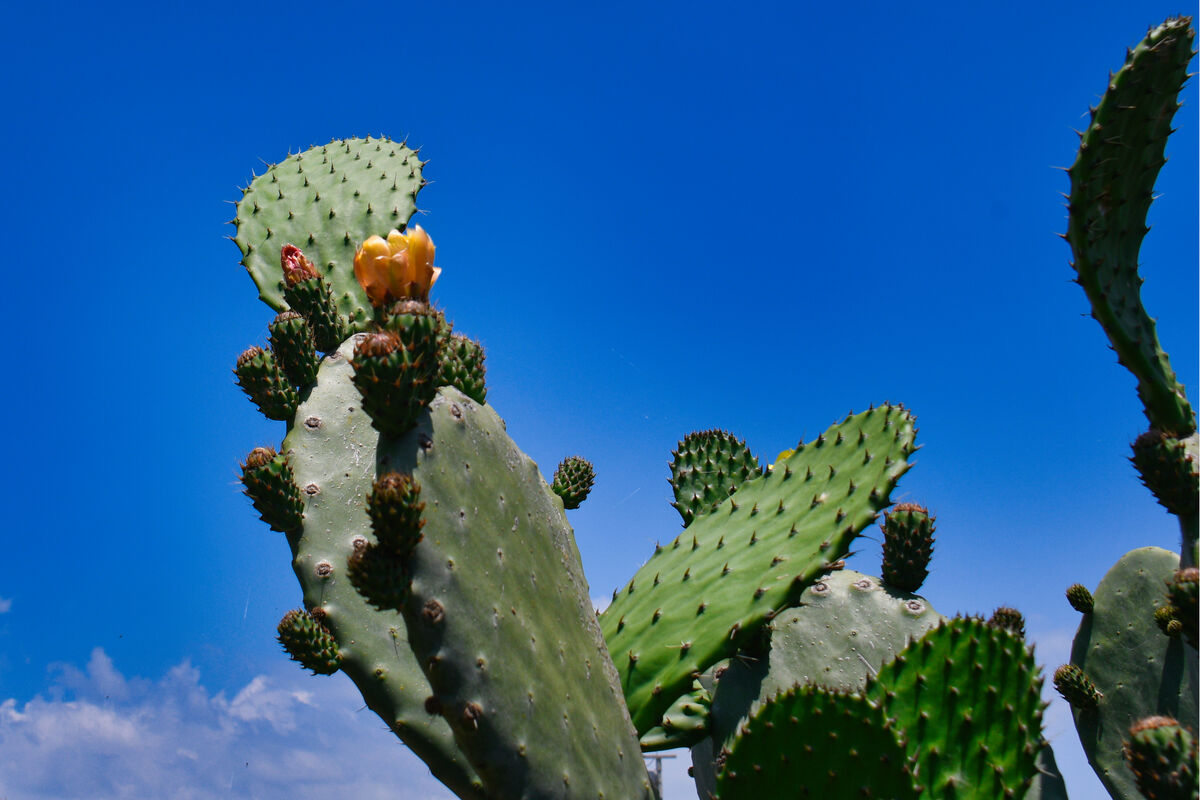 Nopal Cactus - prickly pear...