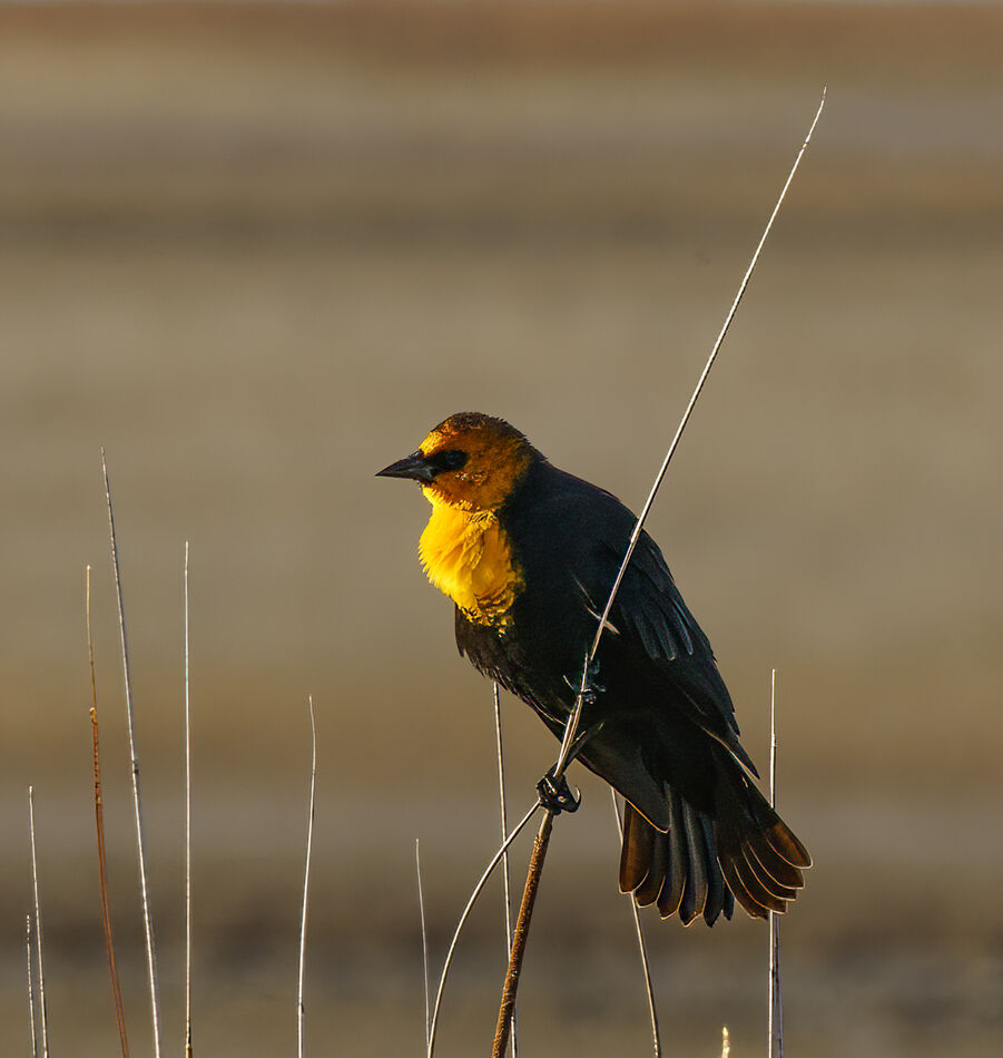 Yellow headed blackbird...