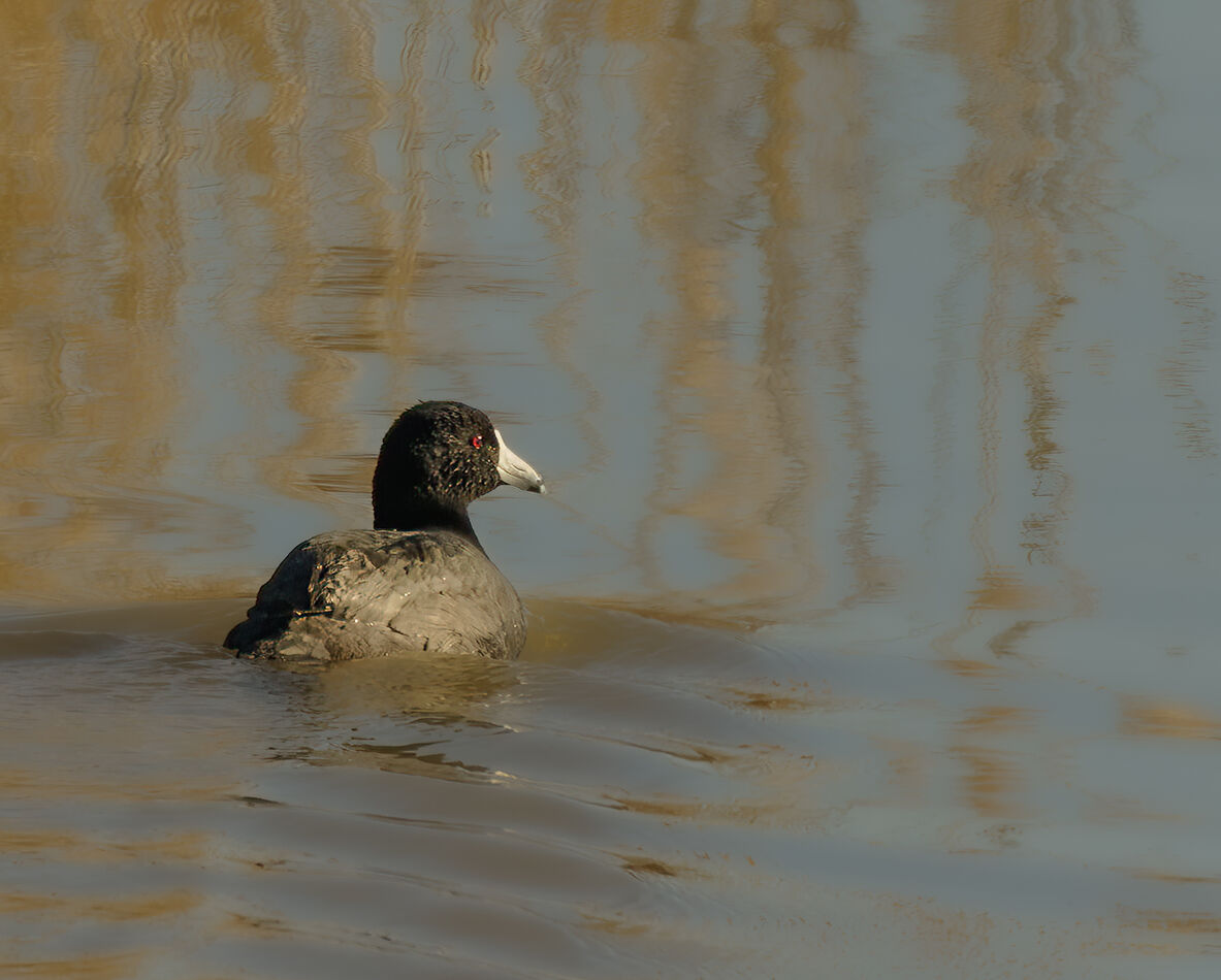 Coot (one of thousands)...