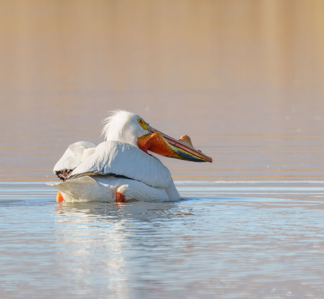 American White pelican with mating bump...