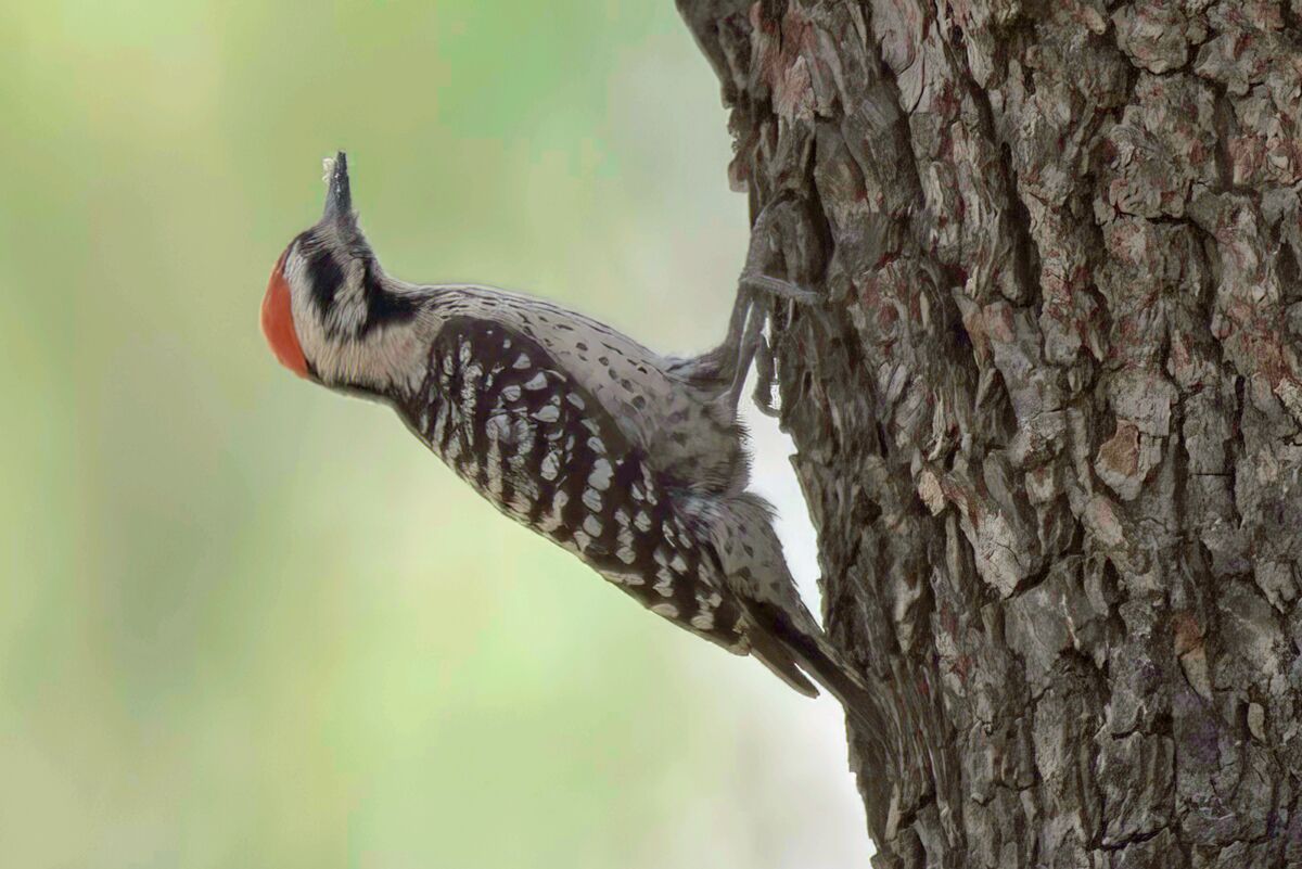 Ladderback Woodpecker...
