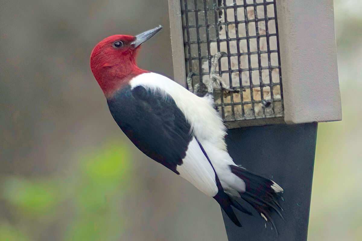 RedHead Woodpecker...
