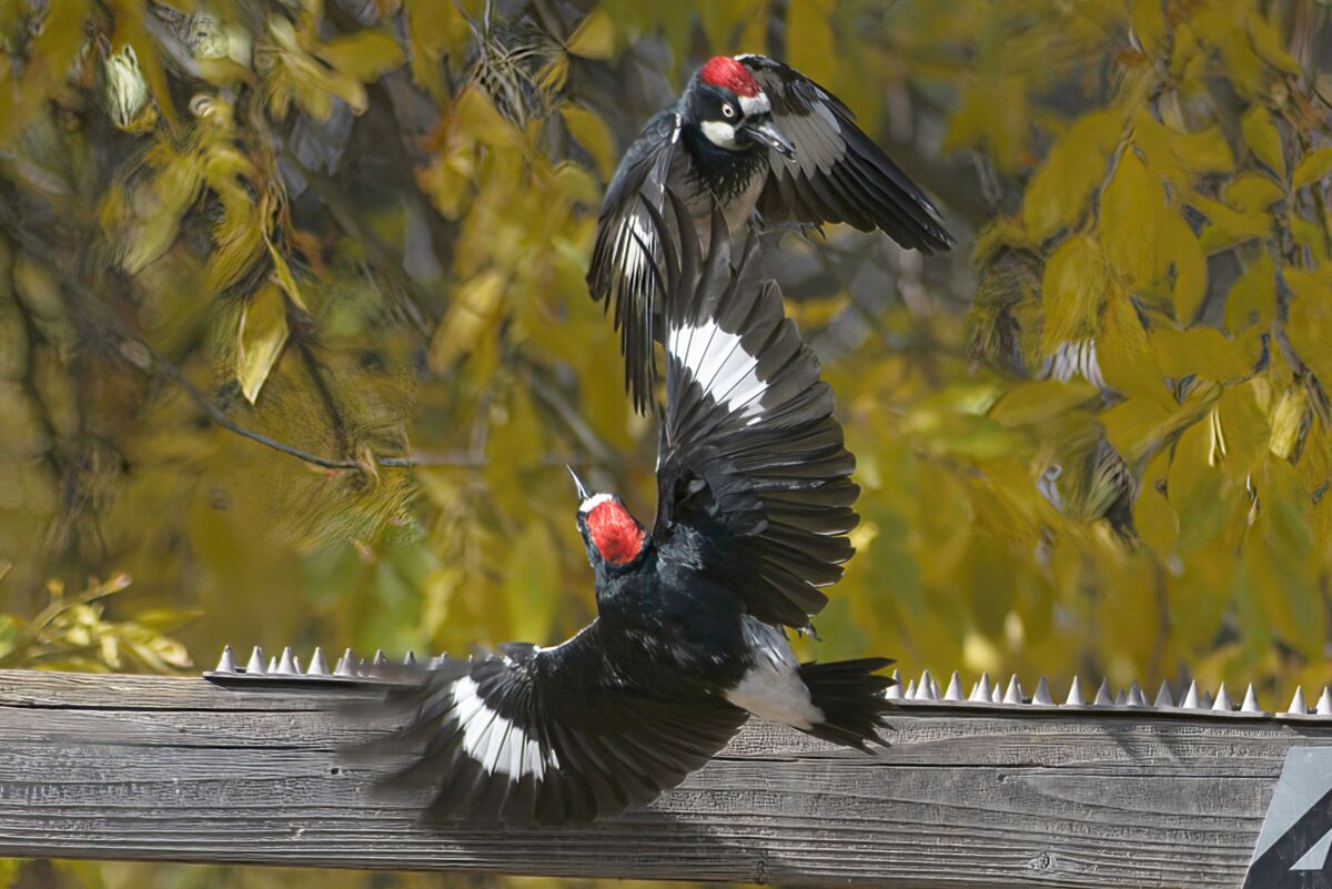 Acorn Woodpeckers tussling...