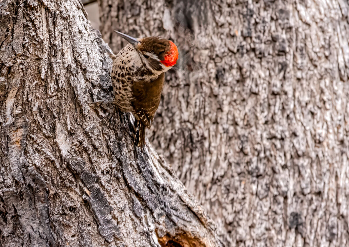 Arizona Woodpecker...