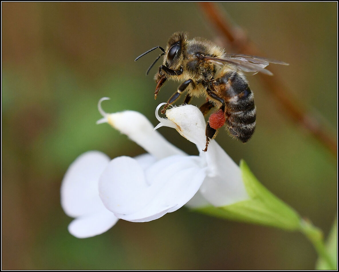 European Honey Bee...