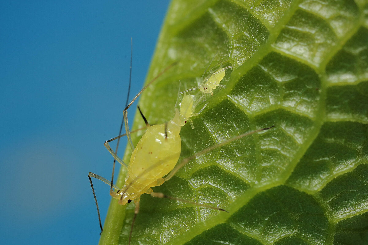 aphid being born: 3x1...