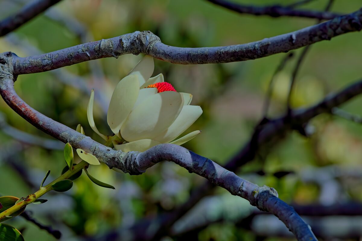 Santa Cruz Arboretum: Practicing with backgrounds...