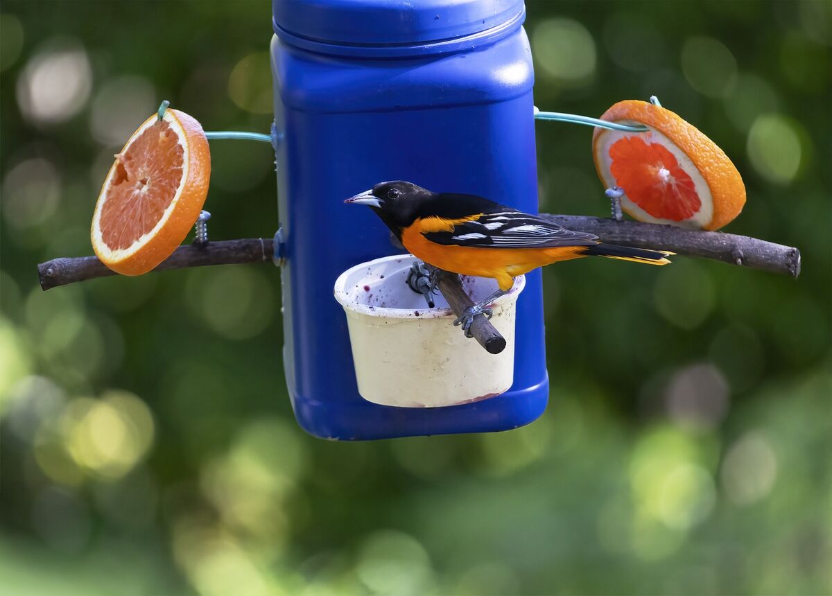 Homemade Bird Feeder This feeder has fresh slices of oranges and grape