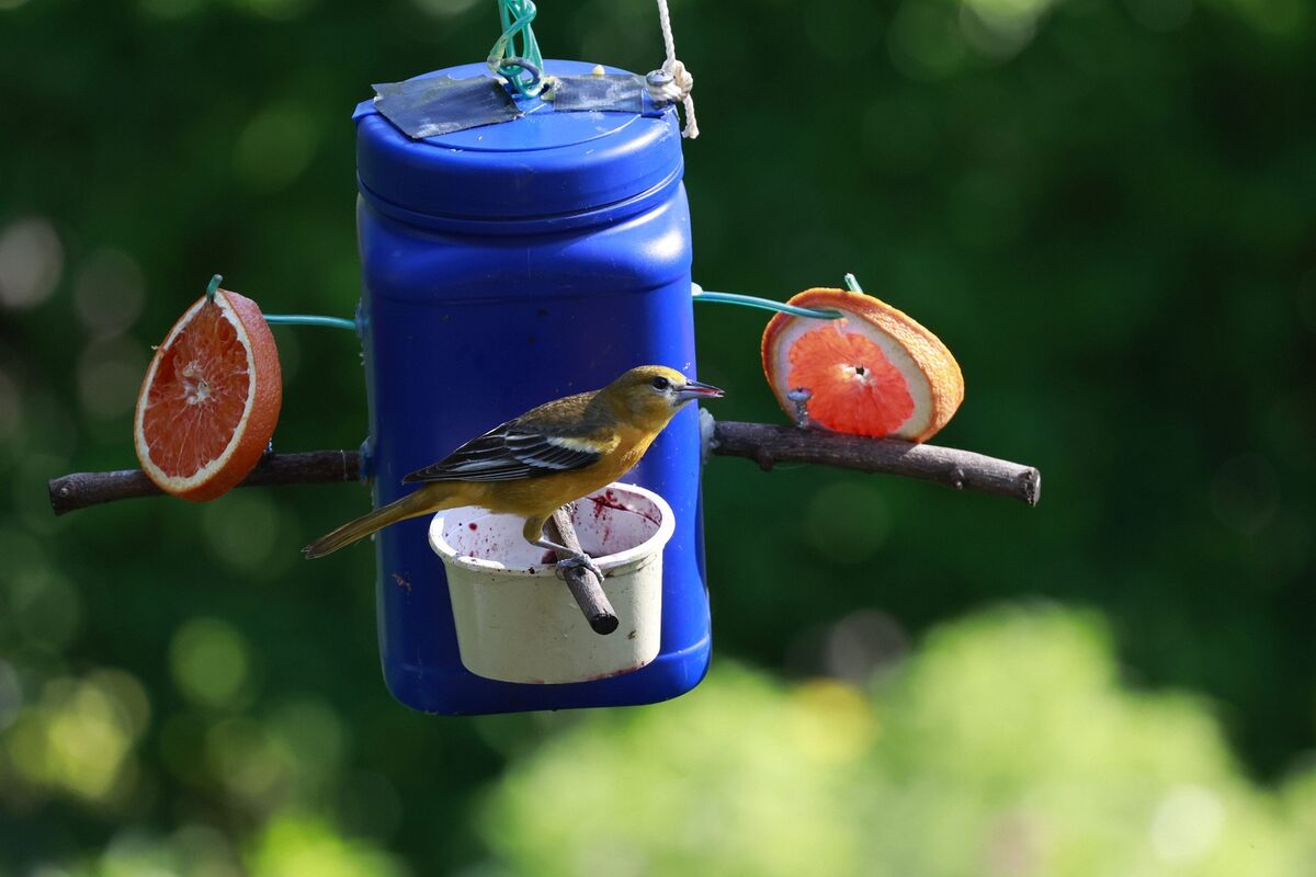 Homemade Bird Feeder This feeder has fresh slices of oranges and grape