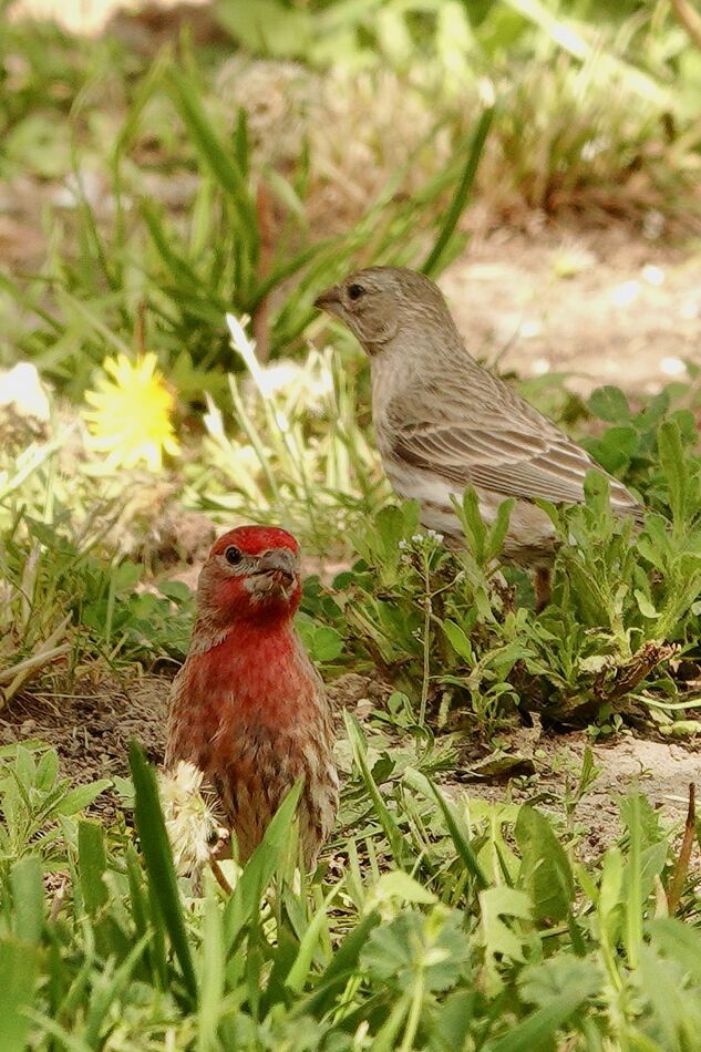 House Finches and a European Starling: A couple of days ago I saw two ...