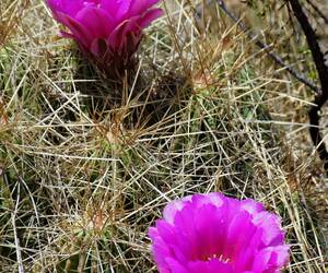 If you want to pick these cactus flowers you had b...