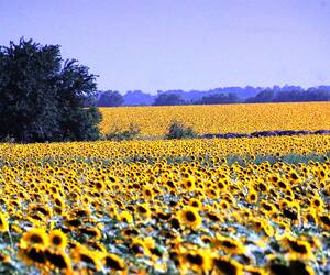 A field of sunflowers. I estimated around 50 acres...