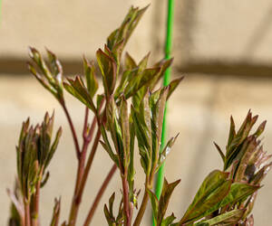 Peony shoots just coming up after a long winter's ...