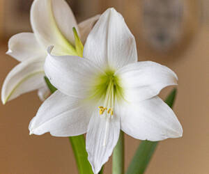 Amaryllis bloom. I have some red flowers also, the...