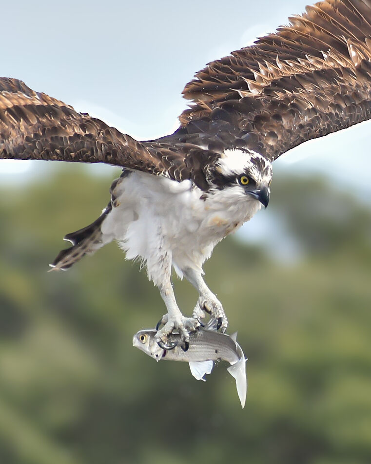 Lover's Key, FL Osprey: From our two-month RV trip thru Florida (Jan ...