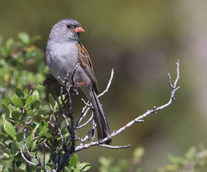 Black-chinned Sparrow...