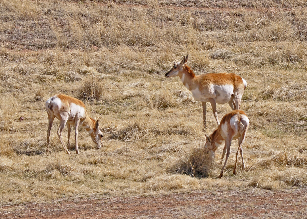 antelopes...