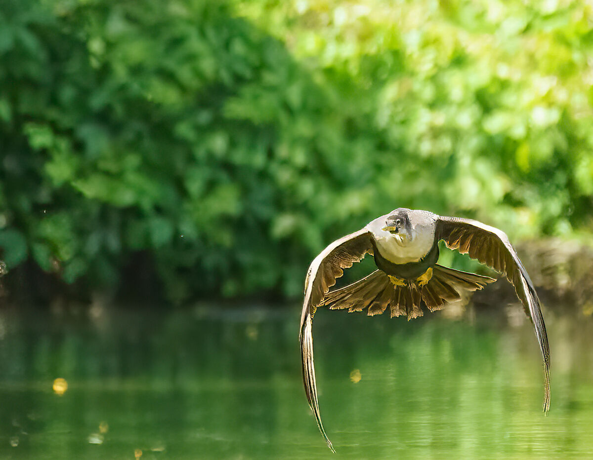 Anhinga BIFs: After I rode past the Lawton Stables, I came to a pond ...