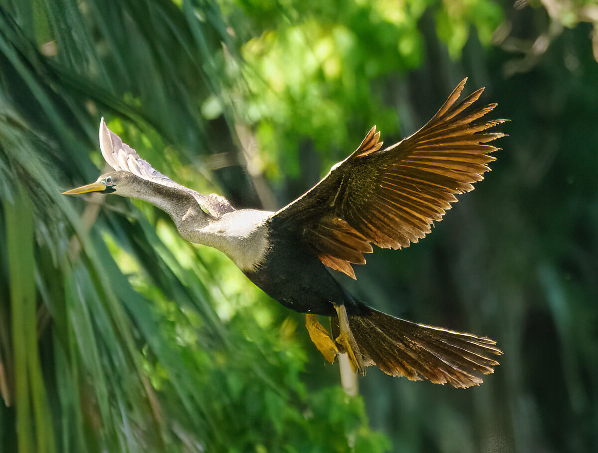 Anhinga BIFs: After I rode past the Lawton Stables, I came to a pond ...