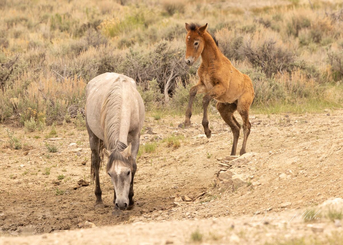 Sand Wash Basin Wild Horses Foals Foals And More Foals I Felt Like sand-wash-basin-wild-horses-foals-foals-and-more-foals-i-felt-like