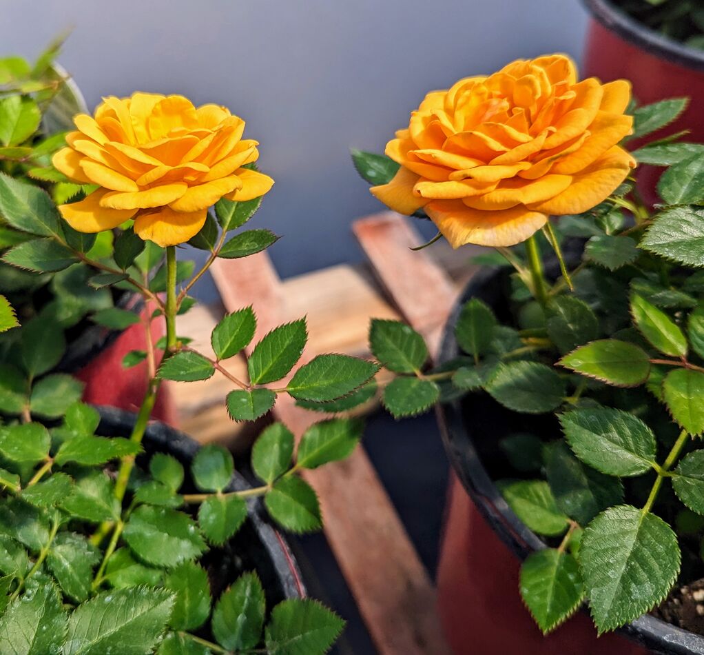 Last Week Was Annuals Week 3 This Is Perennials Weeks From Perennials last-week-was-annuals-week-3-this-is-perennials-weeks-from-perennials
