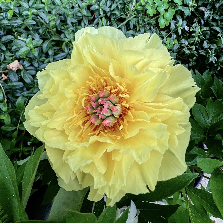 Itoh Hybrid Peony: Just got this from the nursery yesterday and it’s ...