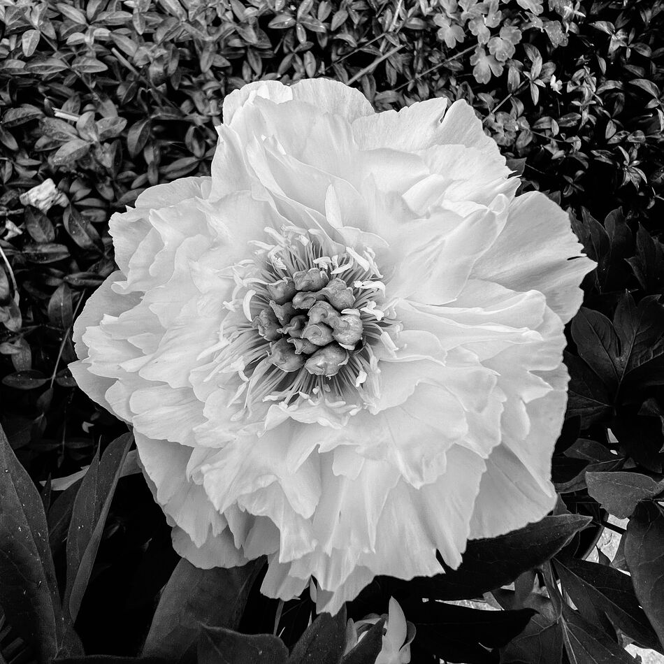 Itoh Hybrid Peony: Just got this from the nursery yesterday and it’s ...