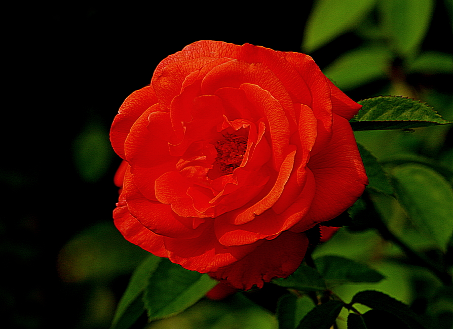 "Wichura's Rose.": Lens: SMC Takumar F 70-200mm Camera: Pentax K-7 ...