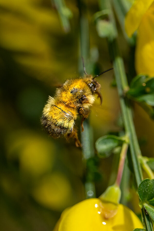 Bee on Scotch Broom cont. Luv Me Sum Bees: I made a bunch of images ...