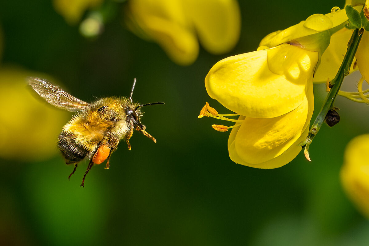 Bee on Scotch Broom cont. Luv Me Sum Bees: I made a bunch of images ...