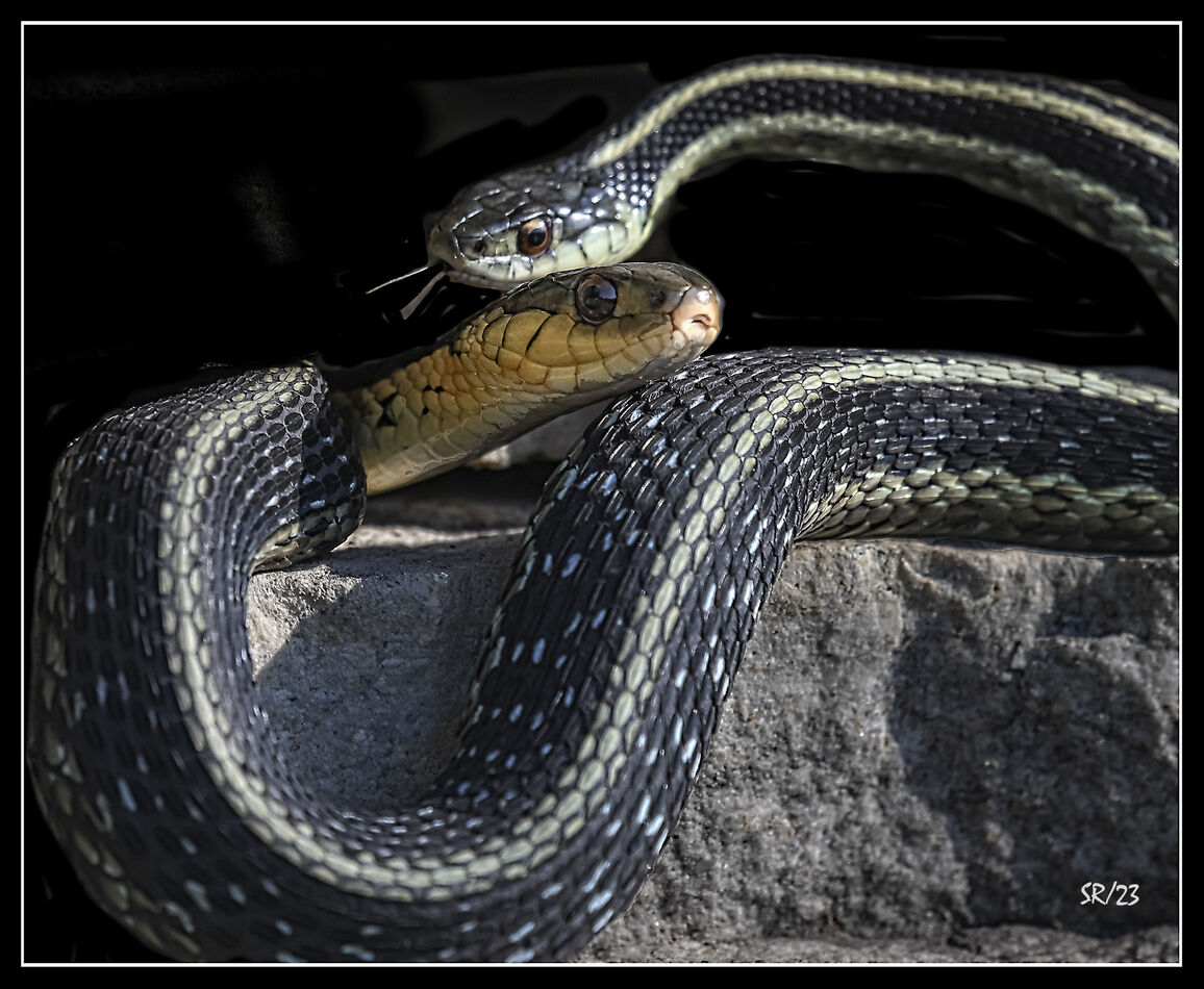 Wild Garter Snakes #5: This is the start of the 4th season of snake ...