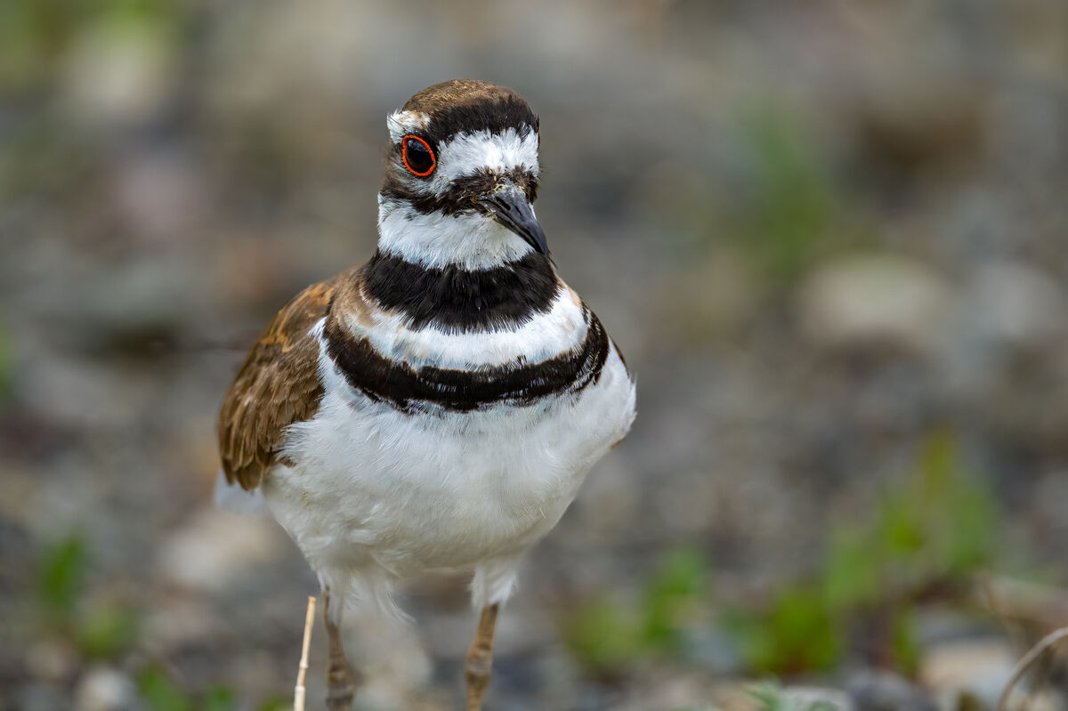Killdeer Upclose Belfair State Park 5262024 Thought to get the dog