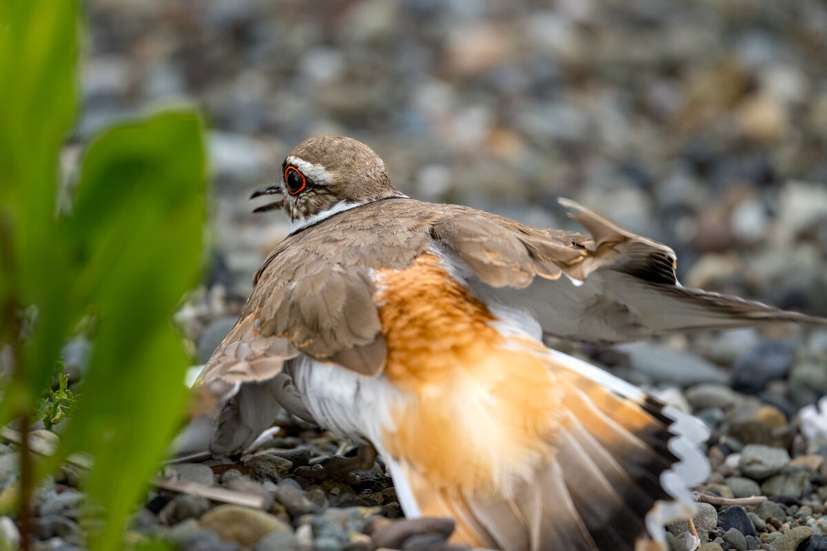 Killdeer Upclose Belfair State Park 5262024 Thought to get the dog