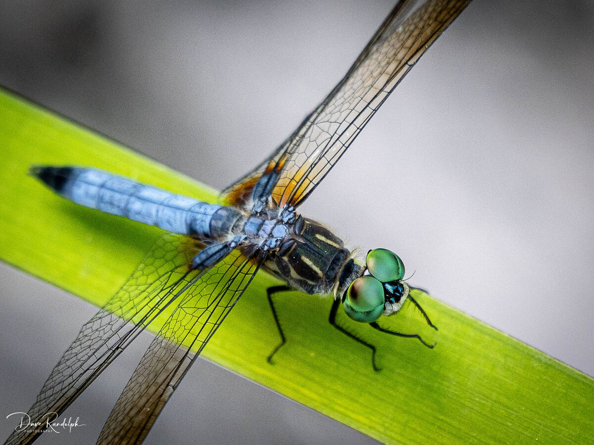 The dragons of Ginter: A few dragonfly images from Ginter Gardens.