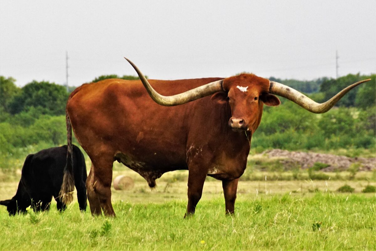 The Longhorn: Since before statehood the longhorn has been synonymous ...