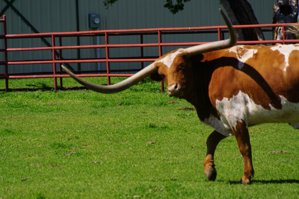 The Longhorn: Since before statehood the longhorn has been synonymous ...