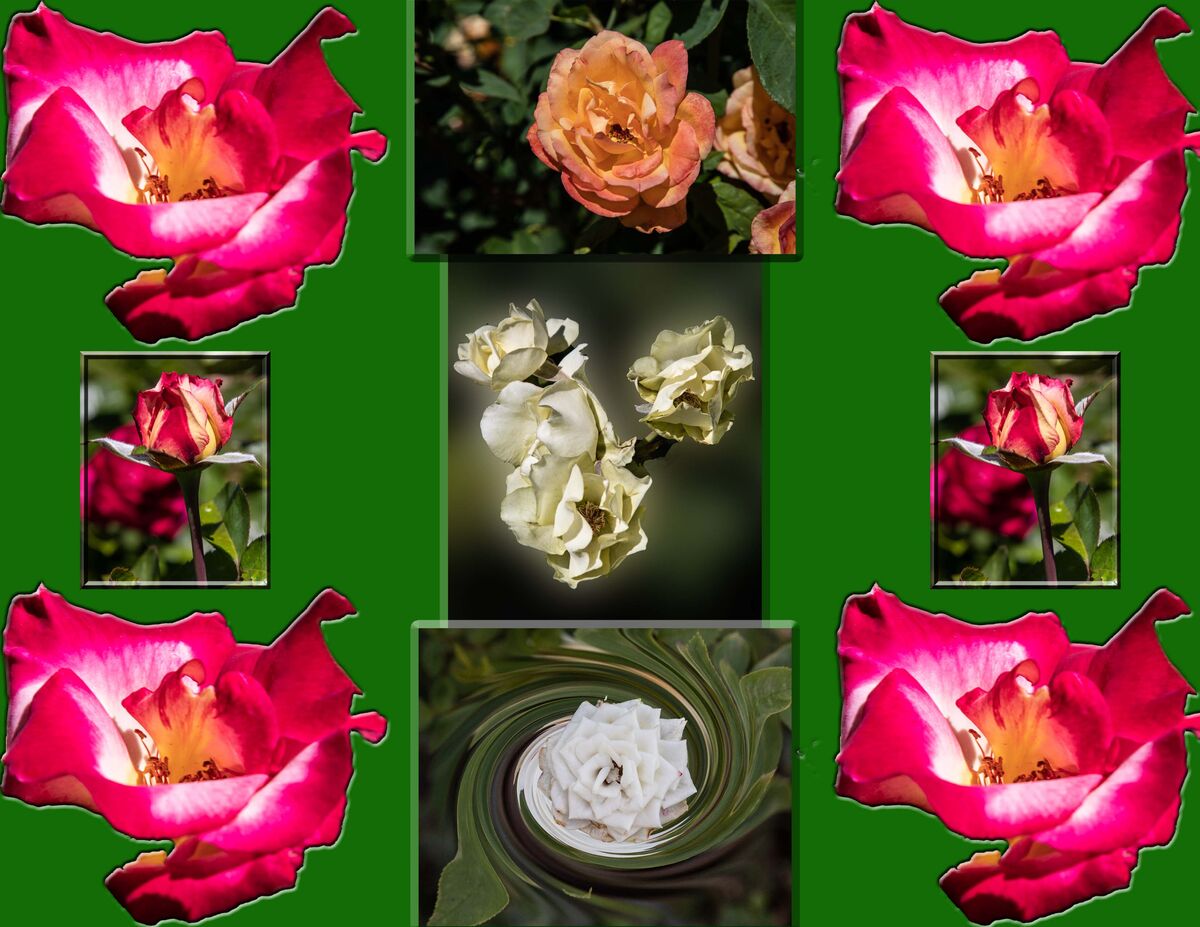 Mesa, Az., community college rose garden: The volunteer staff here are ...