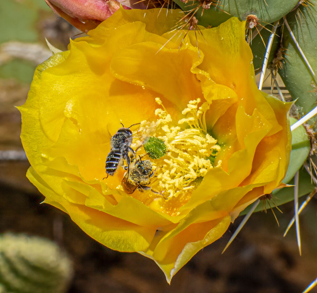 Prickly Pear Cactus and bees...