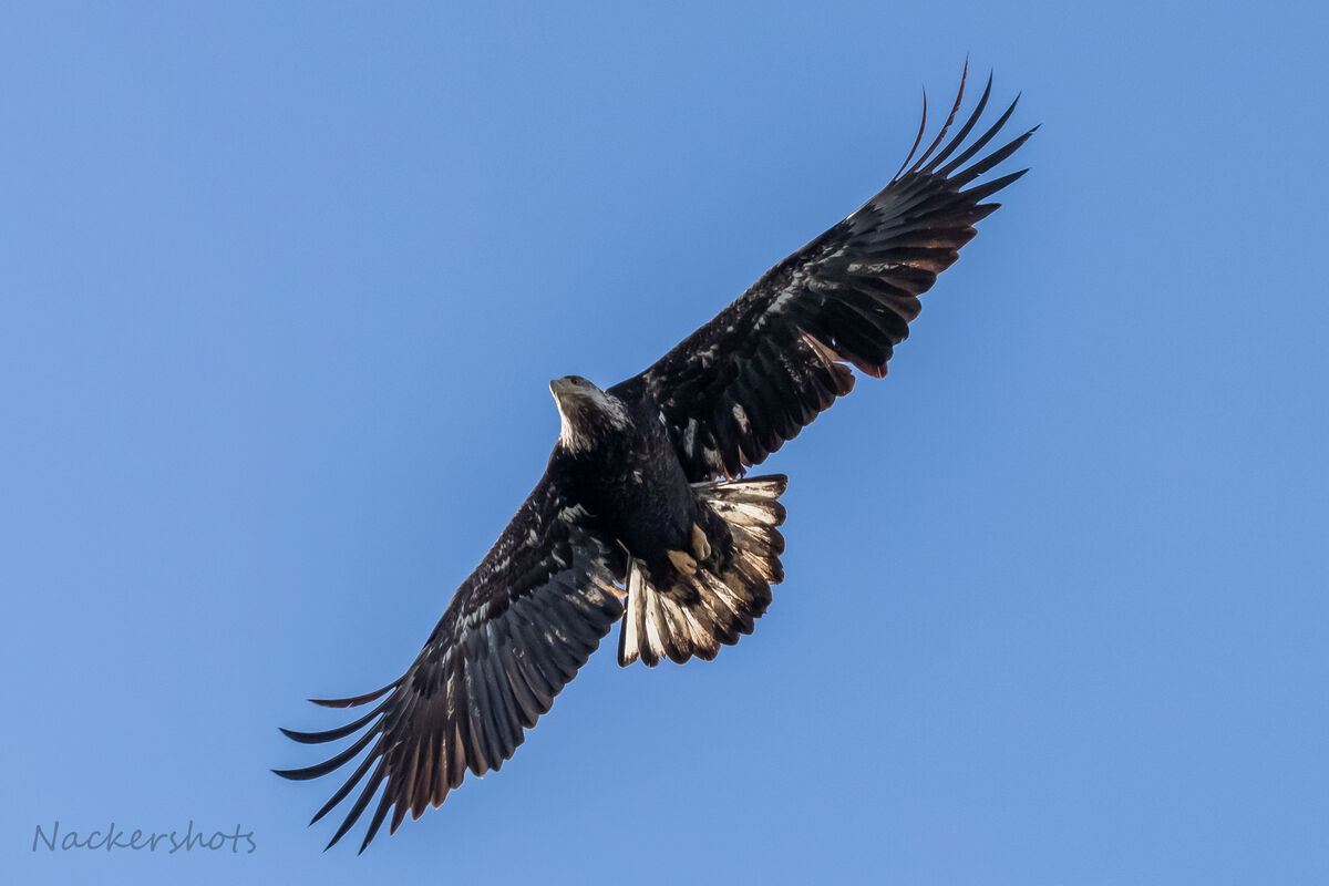 8. Juvenile Bald Eagle just minutes after the helo...