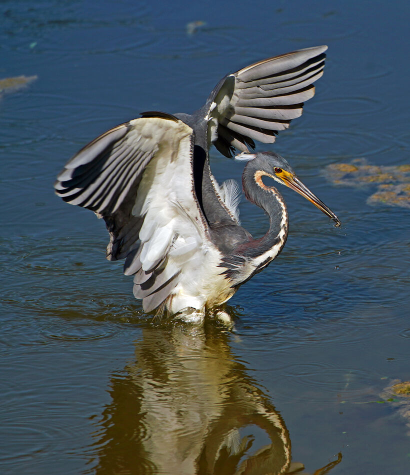 Tri-color Heron: I wanted to see how well the A9 and Canon 70-300 IS II ...