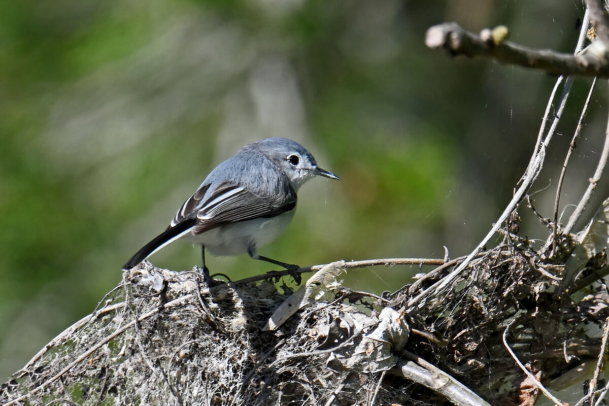 Blue Grey Gnatcatcher Bynum Bridge Pittsboro NC April 2024   T1 670751 Io Bggcatcher 04132024 039 